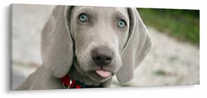 Tablou - cățeluș weimaraner (120x50 cm)