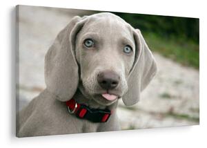 Tablou - cățeluș weimaraner (90x60 cm)