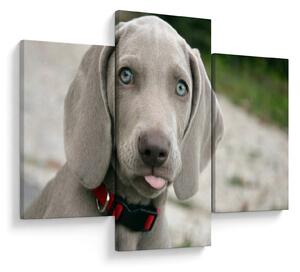 Tablou - cățeluș weimaraner (90x60 cm)