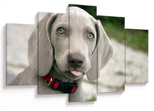 Tablou - cățeluș weimaraner (150x105 cm)