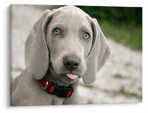 Tablou - cățeluș weimaraner (70x50 cm)