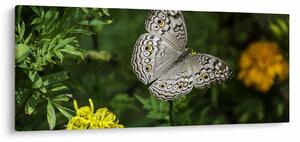 Tablou - fluture alb (120x50 cm)