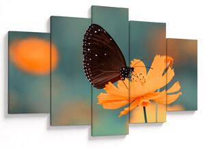 Tablou - fluture pe o floare portocalie (150x105 cm)