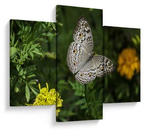 Tablou - fluture alb (90x60 cm)
