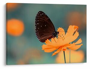 Tablou - fluture pe o floare portocalie (70x50 cm)