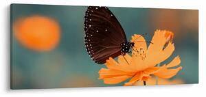 Tablou - fluture pe o floare portocalie (120x50 cm)