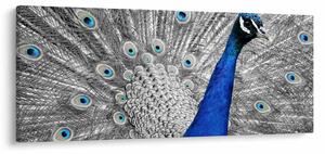 Tablou - păun albastru (120x50 cm)