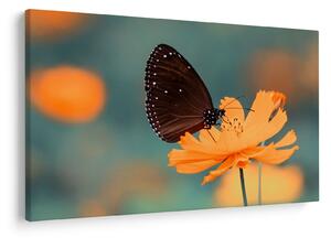 Tablou - fluture pe o floare portocalie (90x60 cm)