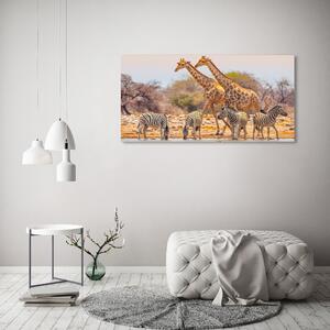 Imprimare tablou canvas Girafe și zebre