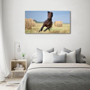 Tablou canvas Un cal în galop