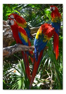 Tablou sticlă papagali Macaws