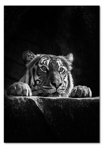 Fotografie imprimată pe sticlă Tigru