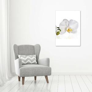 Imagine de sticlă alb orhidee