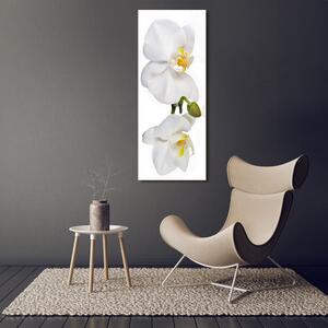 Imagine de sticlă alb orhidee