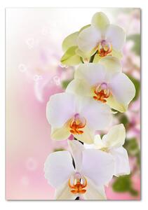 Tablou pe pe sticlă alb orhidee