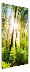 Tablou din Sticlă Soare în pădure