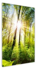 Tablou din Sticlă Soare în pădure