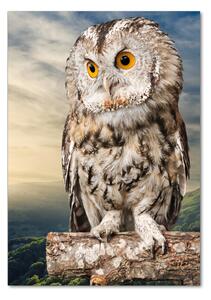 Fotografie imprimată pe sticlă Owl pe deal
