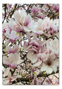 Tablou sticlă flori magnolia
