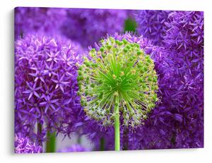 Tablou cu floare (70x50 cm)