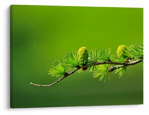 Tablou con verde (70x50 cm)