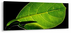 Tablou - frunză verde (120x50 cm)