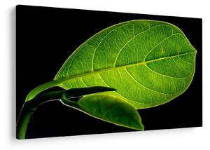 Tablou - frunză verde (90x60 cm)