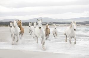 Fototapet hârtie White Horses 254x368 cm