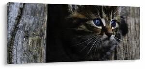 Tablou cu pisicuța (120x50 cm)