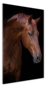 Tablou pe acril Portret de un cal