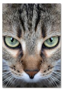 Tablou pe sticlă acrilică ochi de pisica