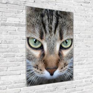 Tablou pe sticlă acrilică ochi de pisica