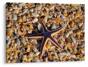 Tablou cu stea de mare (70x50 cm)