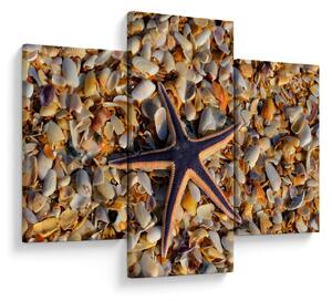 Tablou cu stea de mare (90x60 cm)