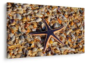 Tablou cu stea de mare (90x60 cm)