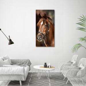 Tablou Printat Pe Sticlă Portret de un cal