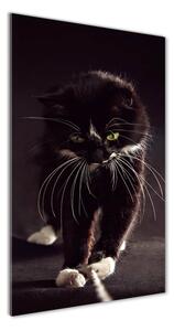 Fotografie imprimată pe sticlă Pisica neagra