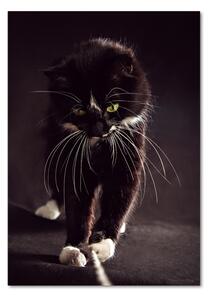 Fotografie imprimată pe sticlă Pisica neagra