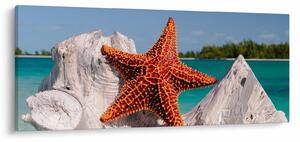 Tablou cu stea de mare (120x50 cm)