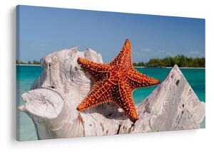 Tablou cu stea de mare (90x60 cm)