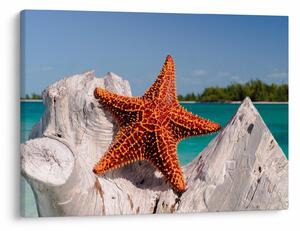 Tablou cu stea de mare (70x50 cm)