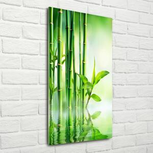 Fotografie imprimată pe sticlă Bamboo în apă