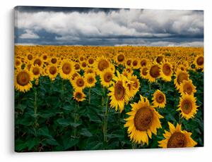 Tablou câmpului de floarea soarelui (70x50 cm)