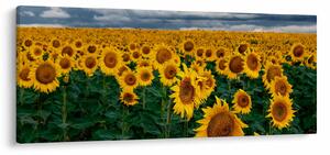 Tablou câmpului de floarea soarelui (120x50 cm)