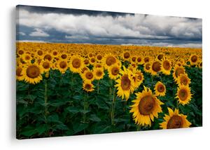 Tablou câmpului de floarea soarelui (90x60 cm)