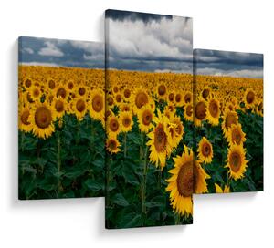 Tablou câmpului de floarea soarelui (90x60 cm)