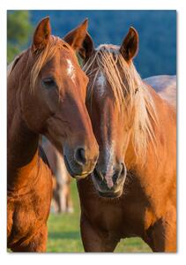 Imagine de sticlă doi cai