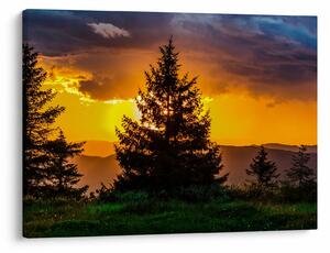 Tablou - coniferi (70x50 cm)
