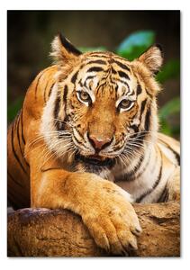 Tablou din Sticlă tigru bengalez
