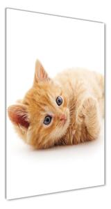 Fotografie imprimată pe sticlă pisică ghimbir mici